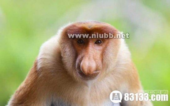 15种古灵精怪的动物 长鼻猴你见过吗？