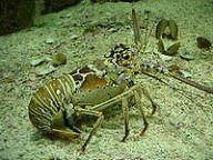 龙虾图片 龙虾,龙虾的功效与作用_中药龙虾_龙虾图片_龙虾是什么