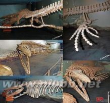海王龙：海王龙-种属分类，海王龙-形态特征_海王龙