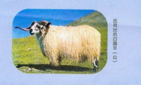 藏羊 藏羊的种类及分布