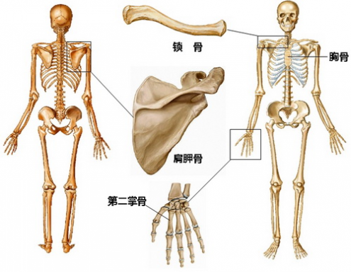 识骨寻踪 识骨寻踪速成班：身高篇