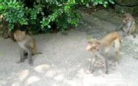 南湾猴岛一日游 南湾猴岛一日游