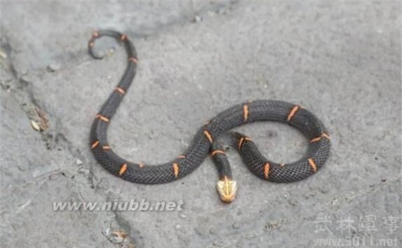 揭开自然界罕见毒物——喜马拉雅白头蛇的神秘面纱_喜玛拉雅白头蛇