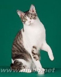 日本短尾猫：日本短尾猫-外形特征，日本短尾猫-生活习性_短尾猫