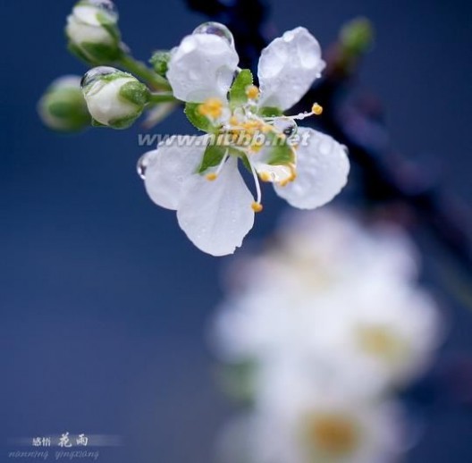 【春天：梨花一枝香带雨】