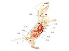 消化系统解剖图 狗狗的消化系统解剖图