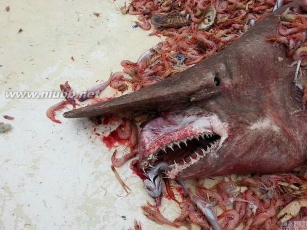 幽灵鲨 揭秘世界十大最可怕的鲨鱼