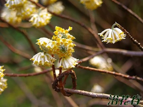 结香 结香花香吗