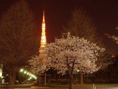 日本樱花夜景图片