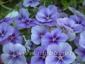 八仙花：八仙花-形态特征，八仙花-生长环境_紫阳花