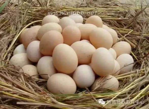 柴鸡蛋营养价值 柴鸡蛋比普通鸡蛋更有营养 是吗？