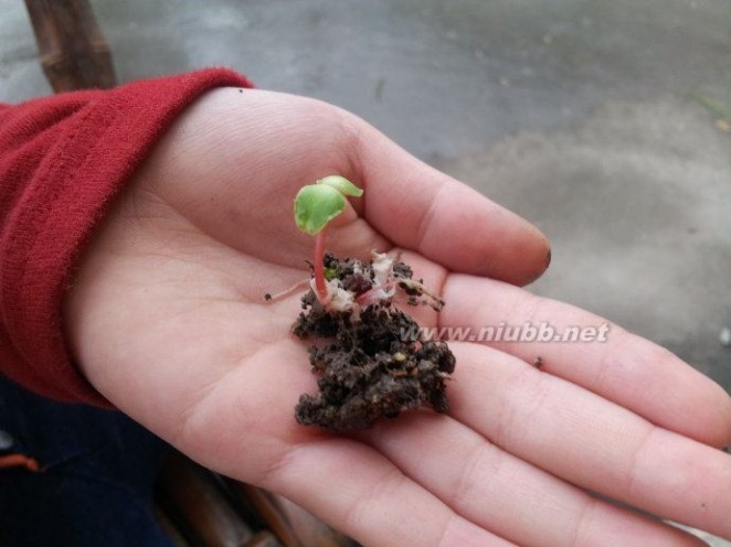 【整合】凤仙花种植日记