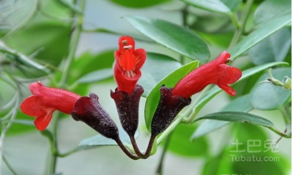 口红花 口红花价格 口红花的繁殖方法和技巧