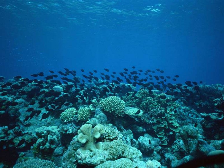 石斑鱼图片 美丽石斑鱼海底世界海洋生物图片