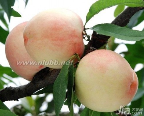 水蜜桃别墅 水蜜桃的营养价值 水蜜桃的药理作用