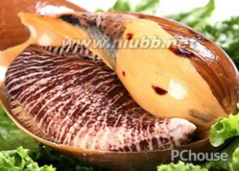 油螺 【油螺】油螺的营养价值，油螺的做法，食用油螺的注意事项，油螺的清洗方法