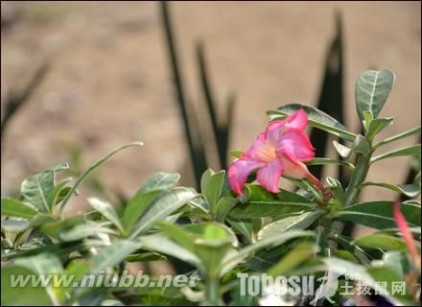 沙漠玫瑰 沙漠玫瑰养殖方法 花语 图片