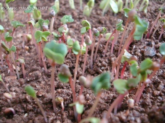 观察植物生长日记