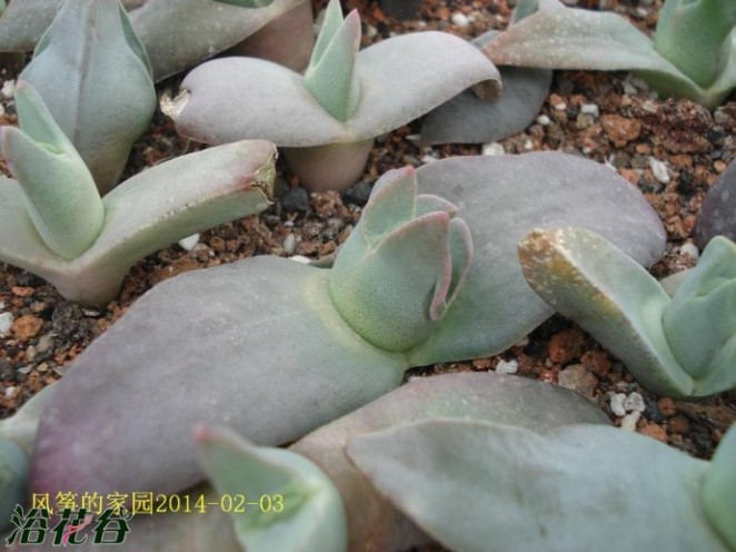 翔凤 翔凤Cheiridopsis peculiaris