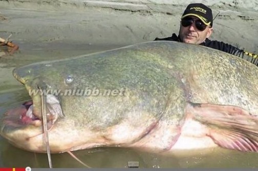 世界上最大鲶鱼！有了它，一个月都不愁吃了！_世界最大鲶鱼