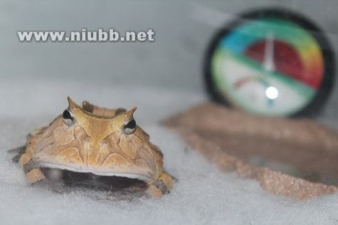 霸王角蛙 角蛙个体-霸王角蛙Bruce（已出）