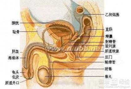 龟头敏感 怎样降低龟头敏感度