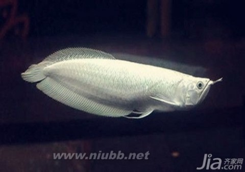 白金龙鱼 什么是白金龙鱼 白金龙鱼与银龙鱼的区别