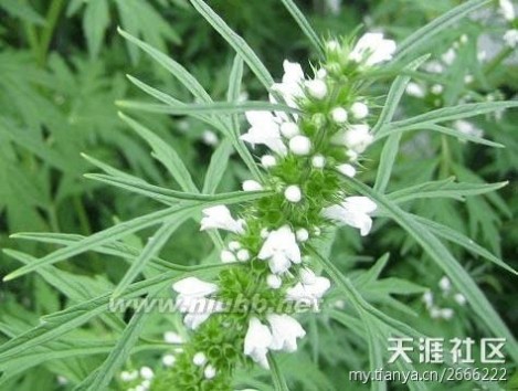 老鸹筋 野草野菜图片识别