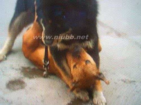 斗牛犬秒杀藏獒 揭秘谁是犬王 中国藏獒秒杀美国神犬比特犬