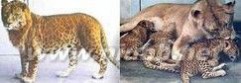 杂交动物 杂交动物：杂交动物-骡子，杂交动物-狮虎兽