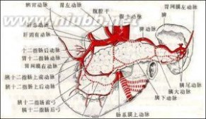 结肠:结肠-解剖,结肠-结构与分布_结肠