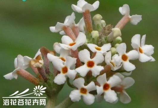 密蒙花 密蒙花图片