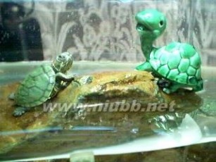 巴西龟——白眼病的治疗方法