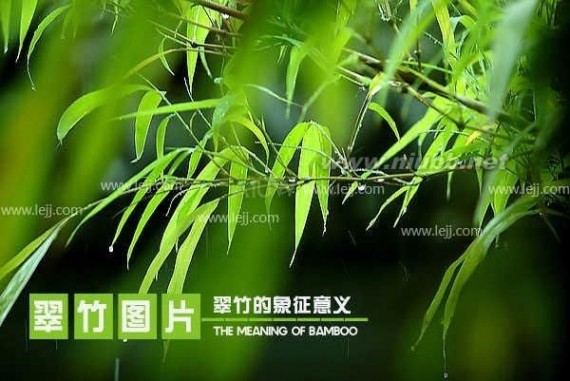 【翠竹】翠竹图片，翠竹的象征意义_翠竹的象征意义