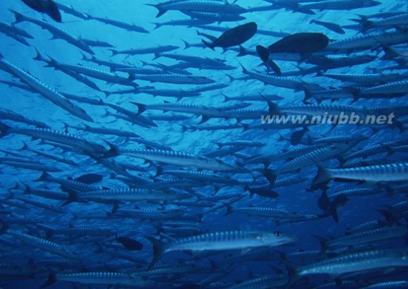 深海鱼油软胶囊的服用方法和用量
