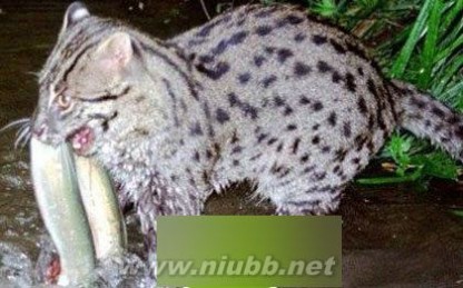 柬埔寨发现钓鱼猫的踪迹喜爱夜行且会捕鱼