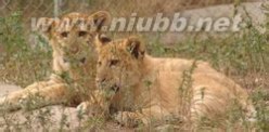 虎狮兽 虎狮兽：虎狮兽-繁殖方式，虎狮兽-饲养记录