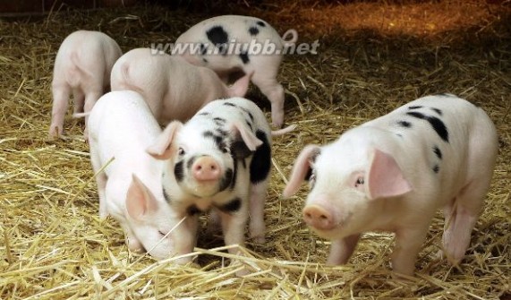 怎样养猪 高效养猪的方法，如何养猪更高效
