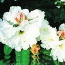 大白杜鹃花：大白杜鹃花-简介，大白杜鹃花-生态习性_杜鹃花的特点