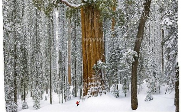 世界上最大的树是什么树 世界上最大的树有多大_世界上最高的树