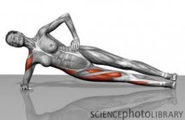 锻炼腹肌 平板支撑 (Plank) 锻炼腹肌真的有效吗？