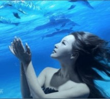 海豚音歌曲 不能错过世界最美的22首海豚音歌曲,好好听～!『热门分享中』