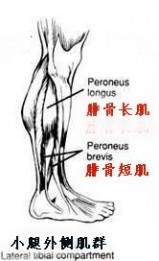 腓骨 外侧群有腓骨长肌、腓骨短肌位置:小腿外侧肌群在哪