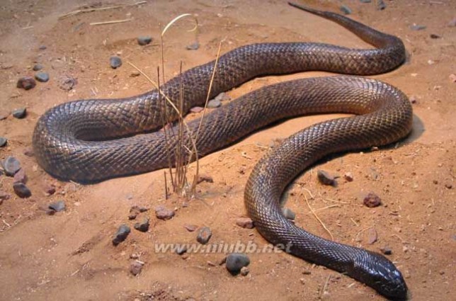 你知道世界上最大的蛇是什么吗？_最大的蛇