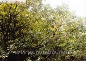 青冈栎 青冈栎：青冈栎-植物简介，青冈栎-产地分布