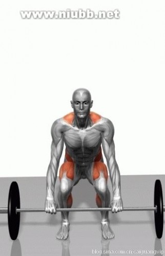 图解：如何科学锻炼你的肌肉线条！