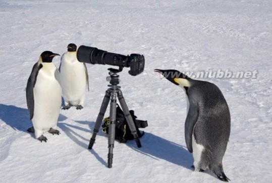 南极企鹅现禽流感病毒 南极企鹅现禽流感病毒，但企鹅不得病