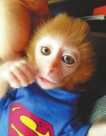 石猴悟空 网售“日本石猴”似“小悟空” 每只1.8万或携带致命病毒