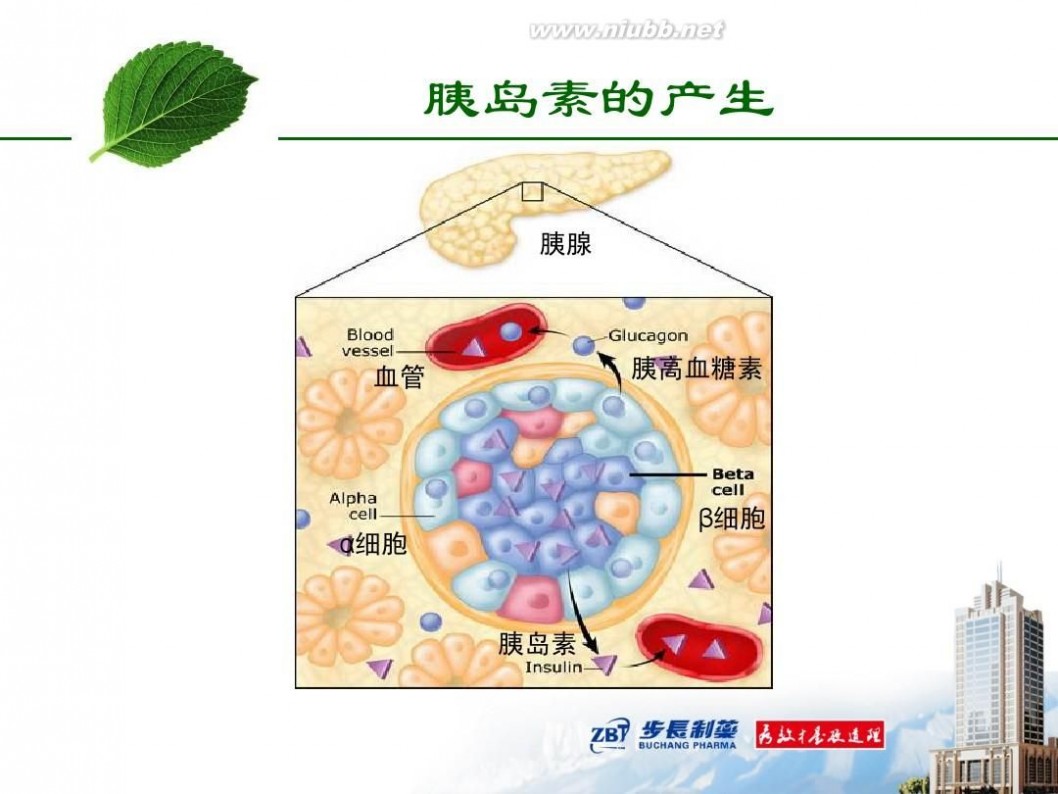 tm2012 2012-TM-01糖尿病基本知识