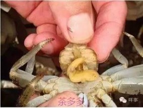 去秦皇岛吃肥美的蟹 遇到如此“肥美”的螃蟹，还是别吃了！真相一定吓你一跳……